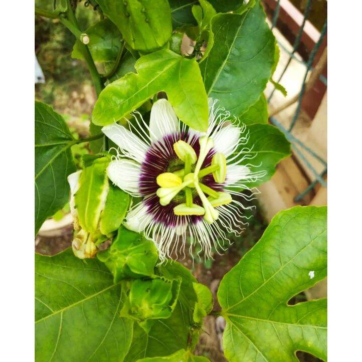 ANAK POKOK MARKISA / PASSION FRUIT PLANT ( + 1.5feet ) REAL LIVE PLANT