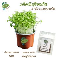 เมล็ดพันธุ์ ต้นอ่อน ร็อคเก็ต (Rocket) ไมโครกรีน Microgreens