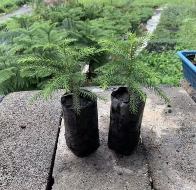 ต้นสนฉัตร (Norfolk island pine)🌲 สูง 10-15 ซม. ถุงขนาด 2 นิ้ว พร้อมลงดินได้เลยย ปลูกง่าย โตเร็ว ทนแล้ง ทนฝน