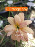 ขายดอกบัวดินZ.Orange Spy ชุดละ2หัว