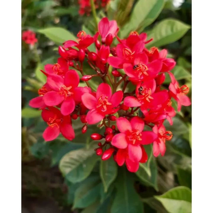 Bibit Bunga Batavia Jatropha Vegetasi Lebah Trigona | Lazada Indonesia