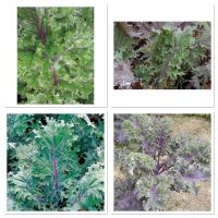 เมล็ดพันธุ์ เคล วินเทอร์แดง (Winter Red Kale) บรรจุ 100 เมล็ด