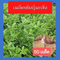 เม็ดมะสัง 50 เม็ด เมล็ดพันธุ์  กระสัง มะสัง ไม้ป่าหายาก