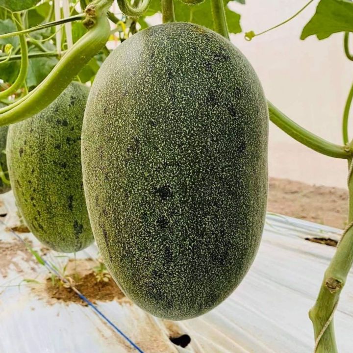 เมล่อนไข่มังกร-ฮามิกัว-melon-khai-mang-korn-seeds-เมล็ดพันธุ์บรรจุ-10-เมล็ด-เมล่อน-ทนร้อน-โตไว