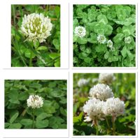 เมล็ดพันธุ์ โคลเวอร์ดัช สีขาว (White Dutch Clover) (ตำนานโคลเวอร์ 4 แฉก) บรรจุ 200 เมล็ด