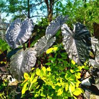 ?ไดมอนด์เฮด?หน่อตัดสด ❗️colocasia Daimon head