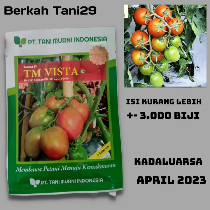 Benih Unggul Tomat Sayur Tomat Besar Tm Vista 3 000 Biji Tani Murni