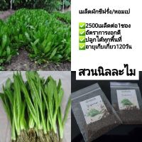 เมล็ดพันธุ์ผักชีฝรั่ง(ผักสวนครัว) 2500เมล็ด(มีเก็บเงินปลายทาง)