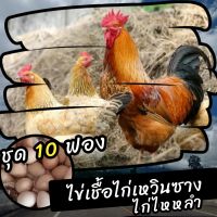 ไข่เชื้อไก่เหวินซาง ไก่ไหหลำ ชุด 10 ฟอง สำหรับฟัก