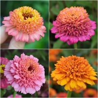 เมล็ดพันธุ์ ดอกบานชื่น เฟเบิร์ก คละสี 40 เมล็ด Mixed Faberge Zinnia Seed ***เมล็ดพันธุ์พรีเมี่ยมเกรด