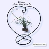 Tillansia บัลโบซ่าแขวนโครงเหล็กหัวใจ เพิ่มความสดชื่นช่วยฟอกอากาศ ตั้งบนโต๊ะทำงานมุมโปรด ราคาต่อ 1 ชุด มีโครงเหล็กหัวใจ+ทิลแลนเซียบัลซ่า