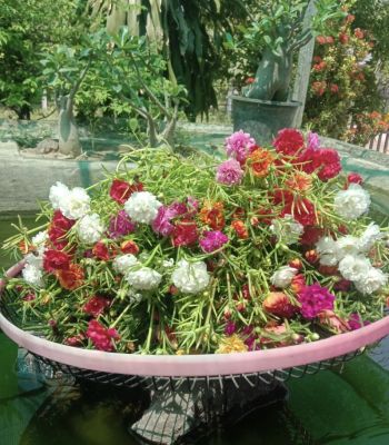 💚กิ่งแพรเซี่ยงไฮ้ ดอกแพรเซี่ยงไฮ้ (100กิ่ง คละสี) กิ่งคุณนานตื่นสายสวยๆ ยาวขยายพันธุ์ได้เยอะ❤️
