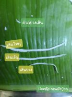 หัวขูดมะพร้าวแบบเส้นฝอยใหญ่ (เบอร์3) สำหรับใช้งานกับสว่าน หรือสว่านไร้สาย (เฉพาะหัวขูด)