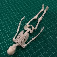 โมเดลโครงกระดูกมนุษย์  โมเดลหุ่นอนาโตมี่  Human Skeleton Anatomy Model