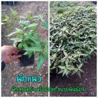 ผักแพว 1 ถุงชำพร้อมรับประทานและขยายพันธุ์