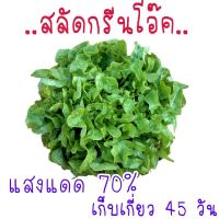 เมล็ดกรีนโอ๊ค400-500เมล็ด