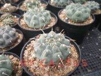 Gymnocalycium vatteri ยิมโนวัตตารี่