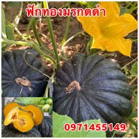 ฟักทองมรกตดำ 30 เมล็ด