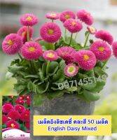 เมล็ดอิงลิชเดซี่ คละสี 50 เมล็ด  English Daisy Mixed