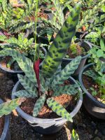 คล้ากาเหว่าลาย ชื่อวิทยาศาสตร์ Calathea lancifolia กระถาง 8 นิ้ว