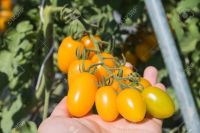 มะเขือเทศเชอรี่สีเหลือง Yellow Cherry Tomato Seeds