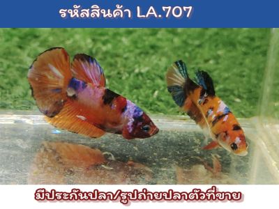 เซ็ตปลากัดคู่นีโม่ (ผู้-เมีย) พร้อมรัด สีสวยสด ขนาด1.4-1.5 นิ้ว