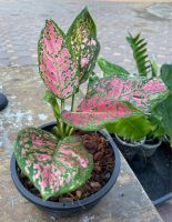 ต้นอัญมณีแดง หรือ อโกลนีมา (Aglaonema )