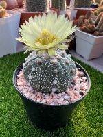 แอสโตร Astrophytum asterias ในกระถาง 2.5 นิ้ว ดอกสีเหลือง