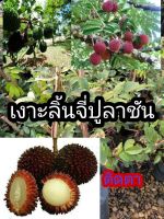 เงาะลิ้นจี่ปูลาชัน(ติดตา) ต้นพันธุ์สูง40-50cm. รากแน่น ต้นแข็งแรง พร้อมปลูกปลูก 2-3ปีติดผล