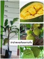 ต้นจำปาดะทุเรียนCempedak durian กลิ่นหอมคล้ายทุเรียน เนื้อเยอะ เมล็ดเล็ก รสชาติหวานนุ่ม เป็นพันธุ์จากมาเลเซีย ต้นทาบกิ่ง ต้นละ 349 บาท