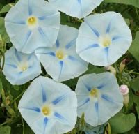 เมล็ดพันธุ์มอร์นิ่งกลอรี่ อิสเมย์(Ismay Morning Glory Seed)บรรจุ 20 เมล็ด ของแท้ คุณภาพดี ราคาถูก นำเข้าจากต่างประเทศ