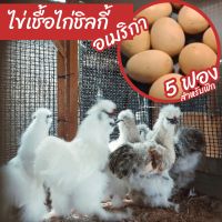 ไข่เชื้อไก่ชิลกี้อเมริกา??แท้ 5 ฟอง สำหรับฟัก