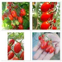 เมล็ดพันธุ์ มะเขือเทศ ดอลเซ่วีต้า (Dolce Vita Tomato F1 Seed) บรรจุ 10 เมล็ด หวาน ประมาณ  12-13  Brix