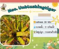 สับปะรดสี นีโอหน้ากากแดง Neo unblushingtiger (หน่อ)