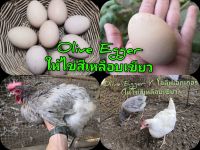 ไข่ไก่ เชื้อ Olive Egger จำนวน 8 ฟอง