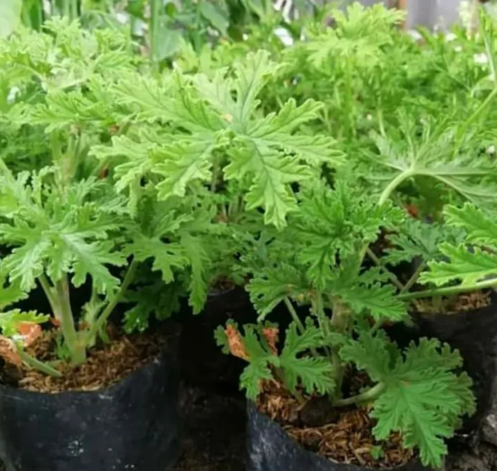 malvarosa citronella for mosquito Lazada PH