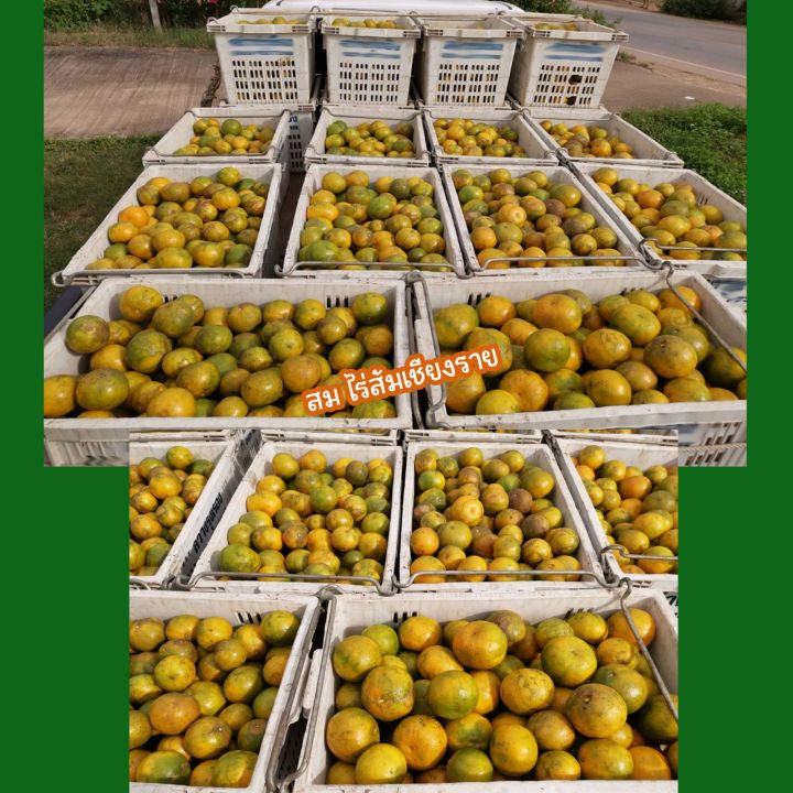 ส้มเขียวหวาน-orange-พันธุ์สีทอง-จาก-อ-เชียงแสน-จ-เชียงราย-หวานฉ่ำ-เก็บสดใหม่จากสวน-น้ำหนัก-5-kg