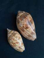 Spotted Turbine Conch Shell หอยสังข์ด่าง6-8cm bandian