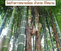 ไผ่เก้าดาวหนามน้อย ของเเท้ 100% Guadua angustifolia Kunth less thorny