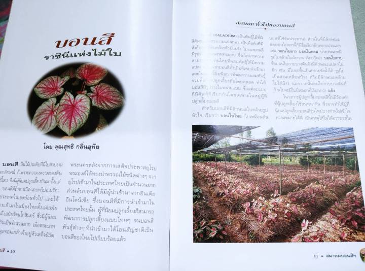 หนังสือบอนสี-สำนักพิมพ์บ้านและสวน-พิมพ์-2540-กระดาษมันพิมพ์สี-หนา-152-หน้า