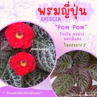 พรมญี่ปุ่น "ปอม ปอม"(Pom Pom) ดอกสีแดง ใบสีเงินอมม่วงอ่อน ในกระถาง 3 นิ้ว ค่าส่งถูก