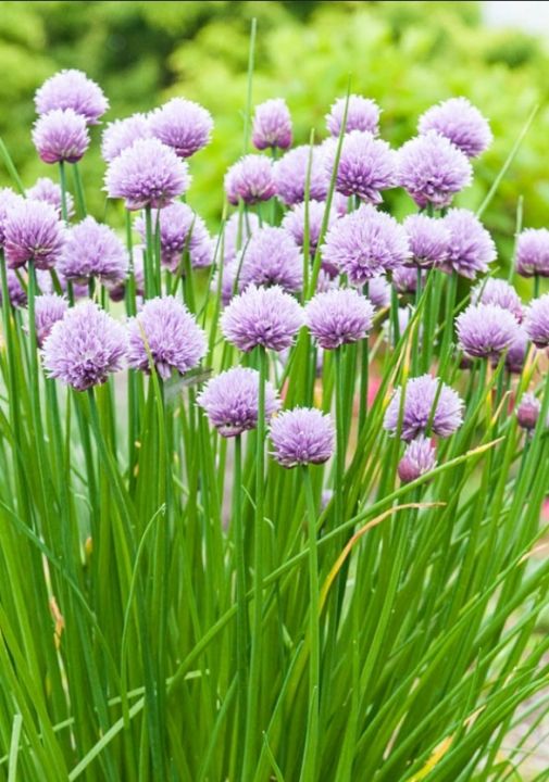 หอมดอก-หอมดอกฮอลแลนด์-ดอกหอม-เมล็ดพันธุ์-common-chives-holland-seeds-บรรรจุ-30-40-เมล็ด