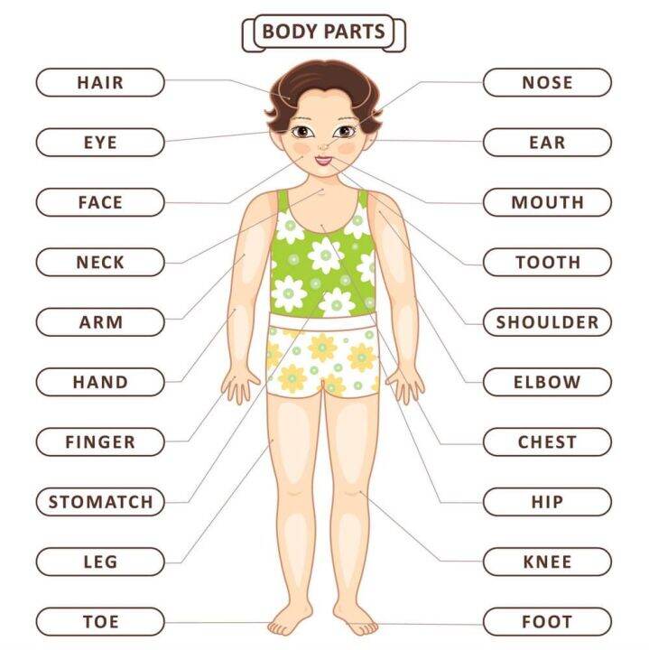 BODY PARTS A4 LAMINATED | Lazada PH