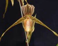 Paph.rothschildianumMT x Paph.kolopakingii0022 ขนาดกระถาง 2 นิ้ว