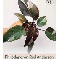 ฟิโล เรดแอนเดอสัน
philodendron red anderson 
ด่างตามภาพ....รากแข็งแรง