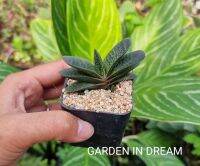 Gasteria แกสทีเรีย หรือ ลิ้นแคระ(ไซต์กระถาง 2 นิ้ว)