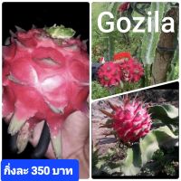 แก้วมังกรพันธุ์ Gozila