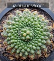 [ถูกที่สุด]แคคตัสยิมโนบัลเดียนั่มคริสตาต้า Gymnocalycium Baldianum Cristata cactus succulent