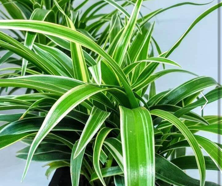 SPIDER PLANT/LOURDES 3-5 STALKS WITH SOIL PER SEEDLING BAG | Lazada PH