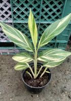 ข่าด่าง (ด่างขาว)Variegated Ginger หรือ ข่าใบด่าง ข่าใบลาย. เป็นต้น ไม้ล้มลุก อายุหลายปี มีเหง้าใต้ดิน ลำต้นเทียมเกิดจากกาบใบอัดซ้อนกันแน่น